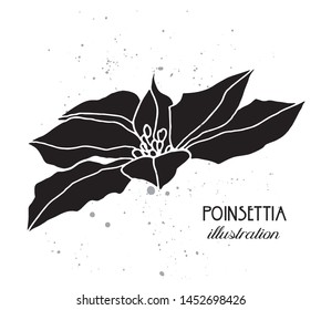 Christmas traditional Poinsettia hand drawn vector illustration. Christmas poinsettia flower in linear style. Design element for poligraphy, design, invitations, greeting cards, quotes, posters.