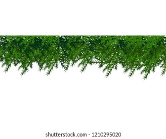 Christmas tree branch 