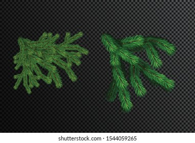Christmas tree branch brush on transparent background. Spruce fluffy fir branch isolated on white background. Vector illustration