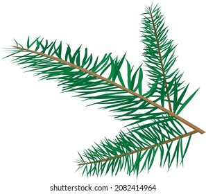 Christmas tree branch color vector illustration isolated