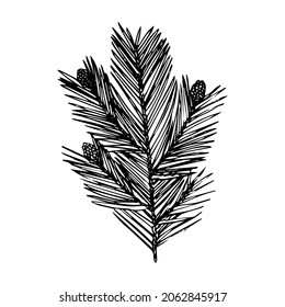 Christmas tree branch with cones, sketch, black outline isolated on white background, stock illustration for design and decor