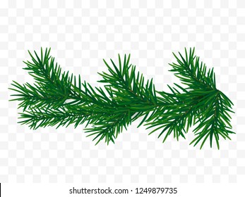 Christmas tree branch. Fir branch isolated. Vector illustration