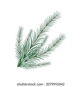 Christmas tree branch. Isolated on a white background. Place for your text. Copy space.