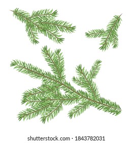 Christmas tree branch set. Vector illustration.