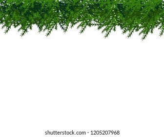 Christmas tree branches