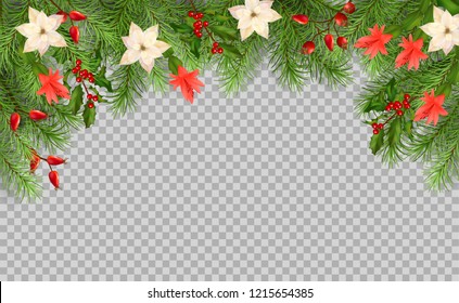 Christmas tree branches border. Fir tree branches with berries and poinsettia flowers on transparent background