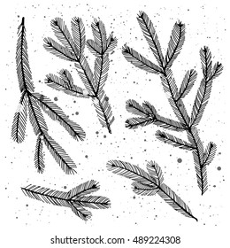 Christmas tree branches. Hand drawn vector illustration.