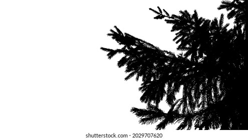 Christmas tree branches isolated on white - fir silhouettes for natural design