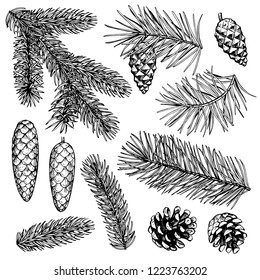 Christmas tree branches and pine trees with cones. Hand drawing. Vector objects in the style of engraving.