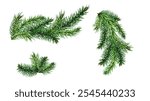 Christmas tree branches set for Christmas decor isolated.