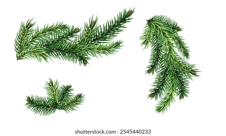 Christmas tree branches set for Christmas decor isolated.