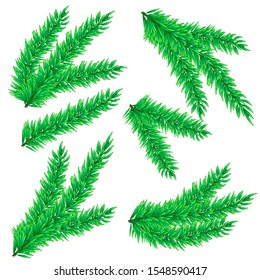 Christmas tree branches set for decoration. Spruce branches of different shapes. Vector illustration