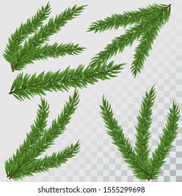 Christmas tree branches set for decoration. Spruce branches of different shapes. Vector illustration
