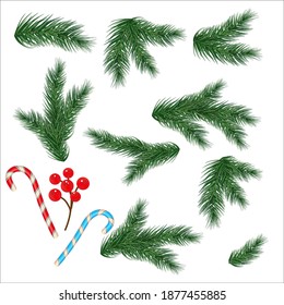 Christmas tree branches. Set of tree, fir, pine. Isolated on a white background. Vector illustration