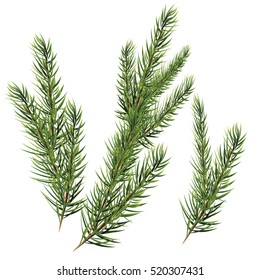 Christmas tree branches. spruce fir-tree