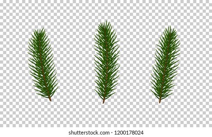 Christmas tree branches. Xmas and New Year realistic decorations