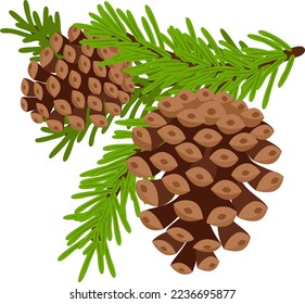 Christmas tree cones on branches on a white background.