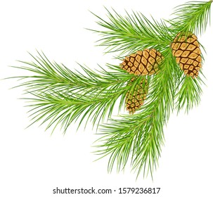 Christmas tree conifer branches and cones.Fir tree branch with cone . Pine branch. Christmas decoration.Eps 10