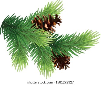 Christmas tree conifer branches and cones.Fir tree branch with cone . Pine branch. Christmas decoration.Eps 10