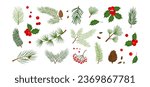 Christmas tree, fir, pine cone, holly berry, leaf branch, mistletoe, winter vector icon, xmas set isolated on white background. Holiday nature illustration