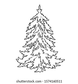 Christmas tree or forest fir.