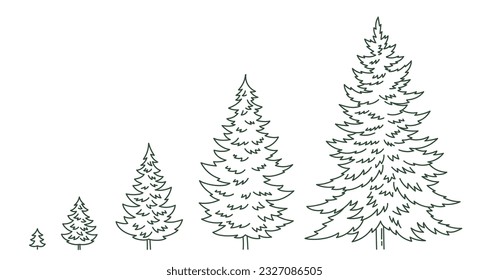 Estadios de crecimiento de árboles de Navidad. Esquema editable. Selección de tamaño. Fir-tree del ciclo de vida. Desarrollo de plantas de abeto de coníferas. Icono de línea del vector.