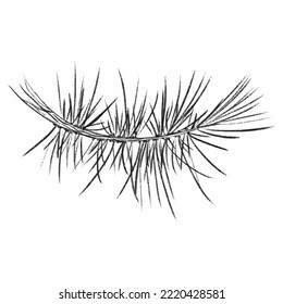 Christmas tree isolated on white background. Branches, spruce and pine branches, evergreen. Black winter symbol isolated on white background. Vector illustration for Christmas cards, New Year posters.