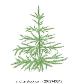 Christmas tree, new year and Christmas, holiday