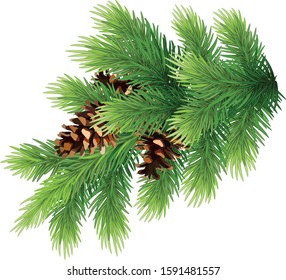 Christmas tree / pine branch with cones. Christmas decor. Natural festive winter decoration. EPS 10