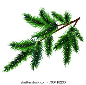 Christmas tree or pine branch. Vector illustration, isolated on white.