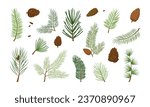 Christmas tree, pine cone, fir, cartoon evergreen plant, cedar twig vector icon, winter decoration, New Year foliage, holiday element. Xmas nature illustration isolated on white background