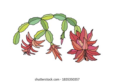 Christmas tree plant with flowers. Vector stock illustration eps10. Hand drawing