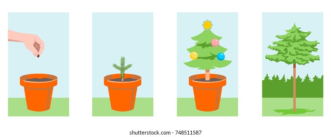 Christmas tree in pots. A consistent history of the life of the spruce, which was raised for the new year. Protection of forests.
