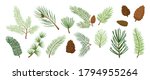 Christmas tree vector branches, fir and pine cones, evergreen set, holiday decoration, winter symbols isolated on white background. Nature illustration