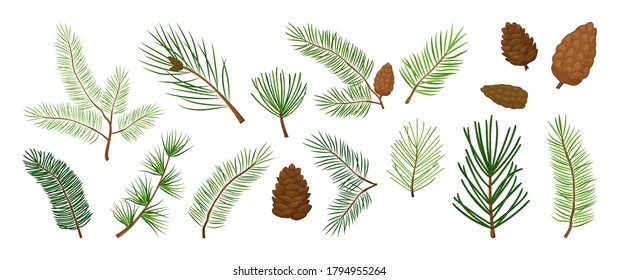 Christmas tree vector branches, fir and pine cones, evergreen set, holiday decoration, winter symbols isolated on white background. Nature illustration