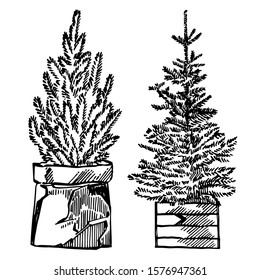 Christmas trees. New year and Christmas design elements. Greeting card invitation with xmas graphic. Vintage illustration.