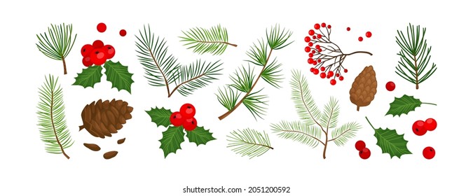 Christmas vector colored plants, holly winter decor, tree, fir, pine and cone, berry, leaves branches, holiday set isolated on white background. Nature illustration