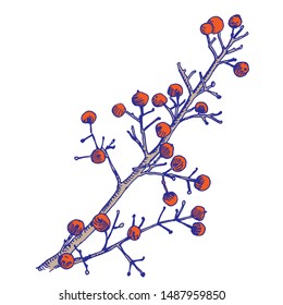 Christmas vector decor, bush twig with red berries line drawn on a white background. Sketch of the winter skeleton branch with berries and no leaves.