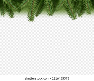 Christmas vector decorations. Evergreen pine branches isolated on transparent 