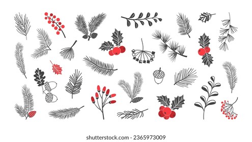 Christmas vector plant, holly winter decor, pine, leaves branches, holiday set isolated on white background. Red and black colors. Vintage holiday nature illustration