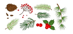 Christmas Vector Plant, Pine Cone, Branch Spruce And Fir, Evergreen Tree, Holly Berry, Rowan Isolated On White Background. Cartoon Holiday Nature Illustration