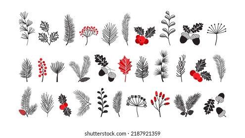 Christmas vector plant, pine cone and leaves, branch spruce and fir, evergreen icon, winter tree, holly berry, mistletoe, acorn isolated on white background. Xmas botanical illustration