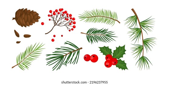 Christmas vector plant, pine cone, branch spruce and fir, evergreen tree, holly berry, rowan isolated on white background. Cartoon holiday nature illustration