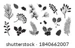 Christmas vector plants, holly berry, christmas tree, pine, leaves branches, holiday decoration, winter symbols isolated on white background. Black silhouettes. Vintage nature illustration