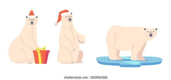 Christmas White Bear with Gift Wear Santa Claus Hat. Wild Arctic Animal Predator in Different Poses, North Pole Creature with White Fur Stand on Ice Floe, Polar Inhabitant. Cartoon Vector Illustration