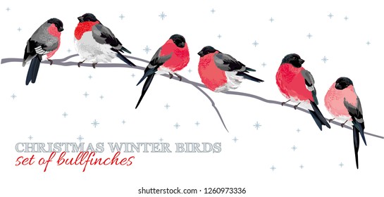Christmas winter birds. Set of Bullfinches. Vector illustration for Christmas and New Year's greeting cards, invitations, media banners, printed material design. Isolated on white 