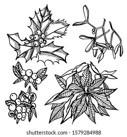 Christmas winter plants, flowers and berries. Greeting card invitation with xmas graphic. Vintage illustration.