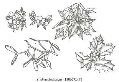 Christmas winter plants, flowers and berries. Greeting card invitation with xmas graphic. Vintage illustration