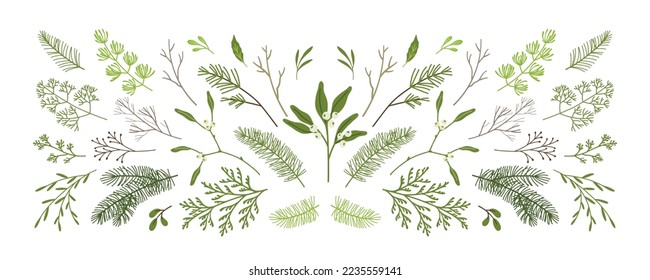 Christmas winter plants, mistletoe, branches of pine, spruce, fir, leaves, twigs. Holiday hand drawn decoration. vector illustration isolated on white background