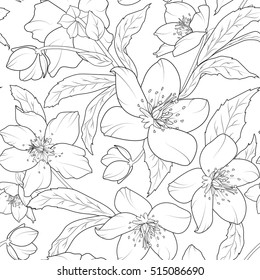 Christmas winter rose hellebore flowers seamless pattern. Lenten rose. Helleborus niger. Detailed black and white outline sketch drawing. Vector design illustration.